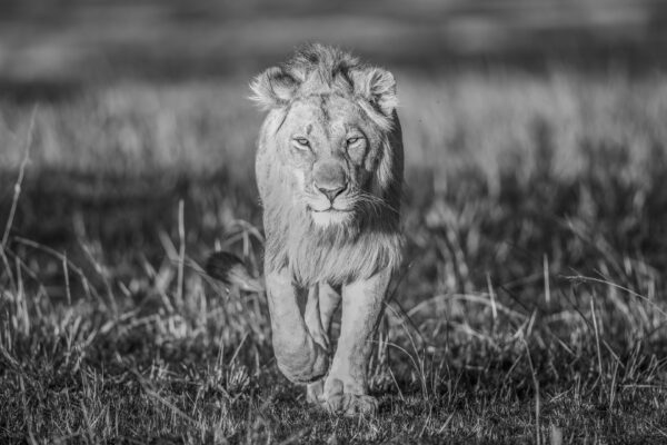 African Wildlife - Diann C Johnson