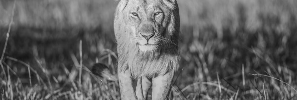 African Wildlife - Diann C Johnson