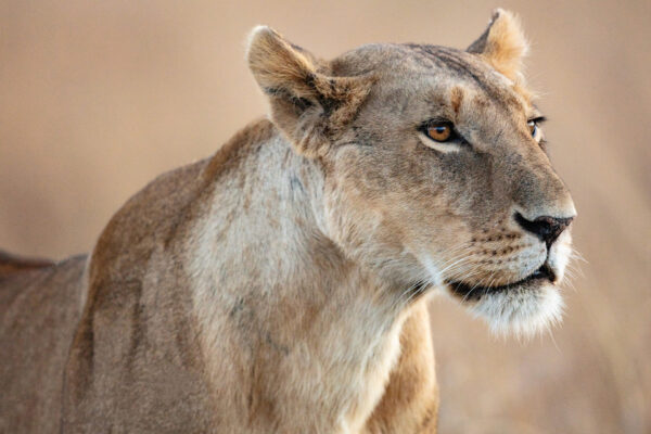 African Lion - Diann C Johnson