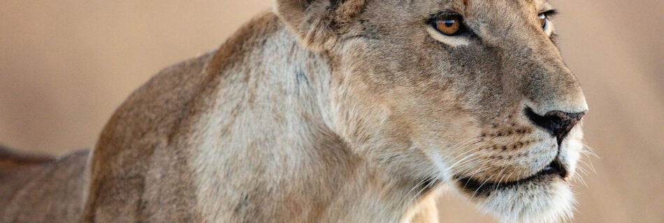 African Lion - Diann C Johnson