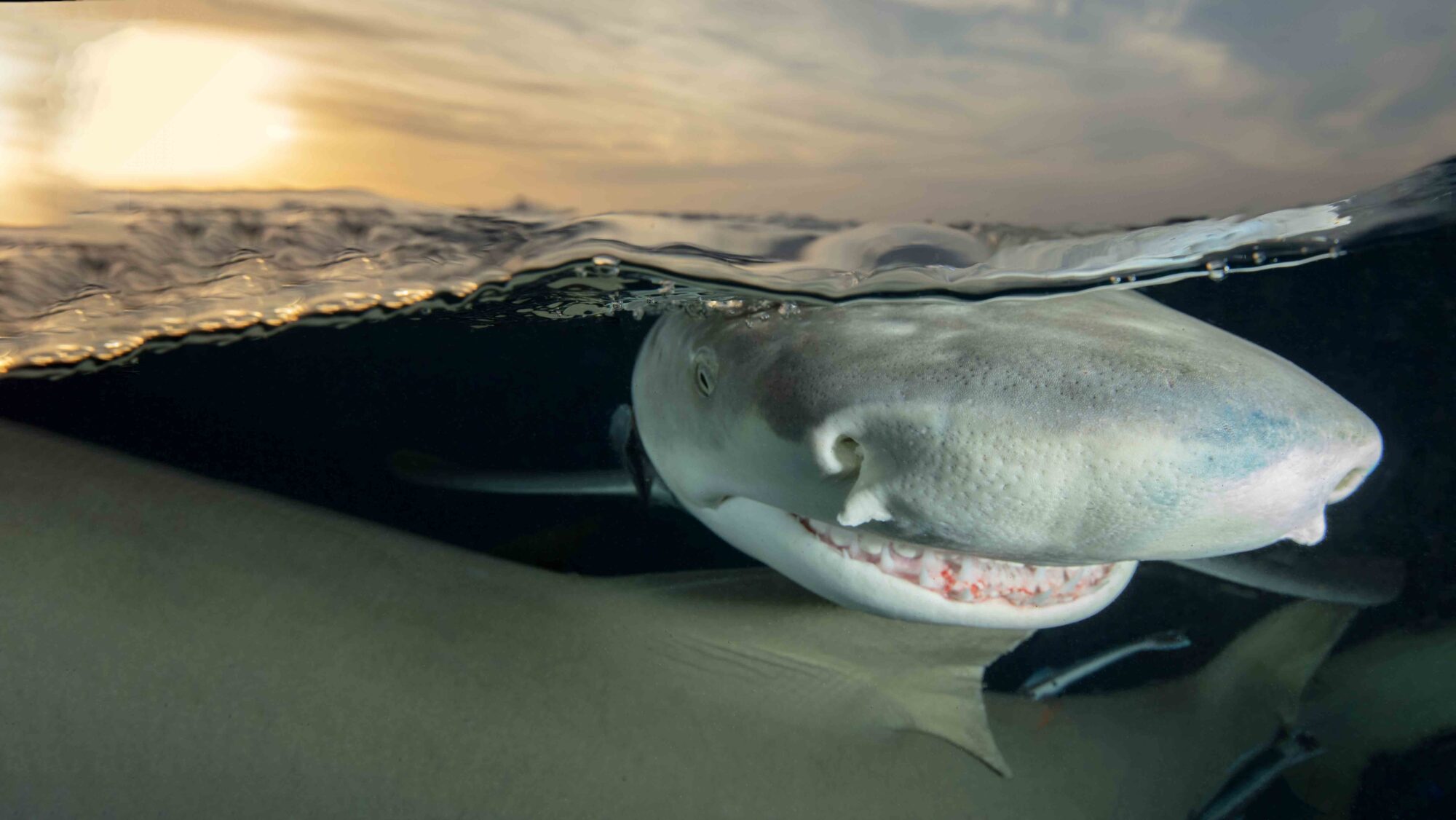Lemon Shark - Diann C Johnson