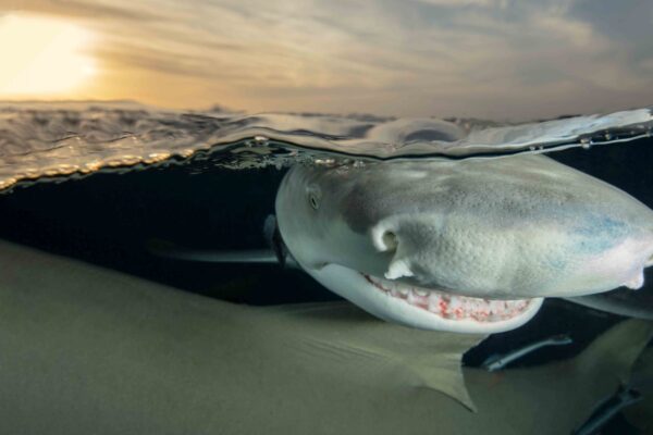 Lemon Shark - Diann C Johnson