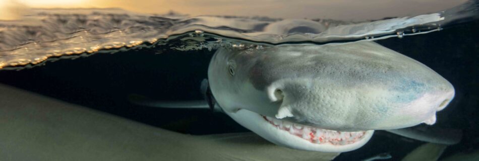 Lemon Shark - Diann C Johnson