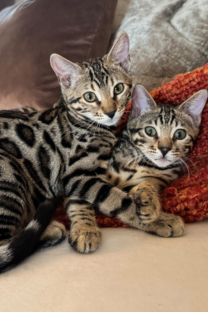 Bengal Cats